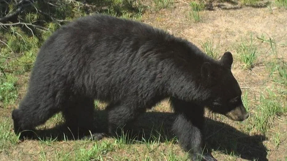 Bear Attack Injures Two Outside Idaho Home, Prompts Euthanasia of Three Animals